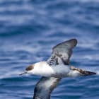 Shearwaters General information 