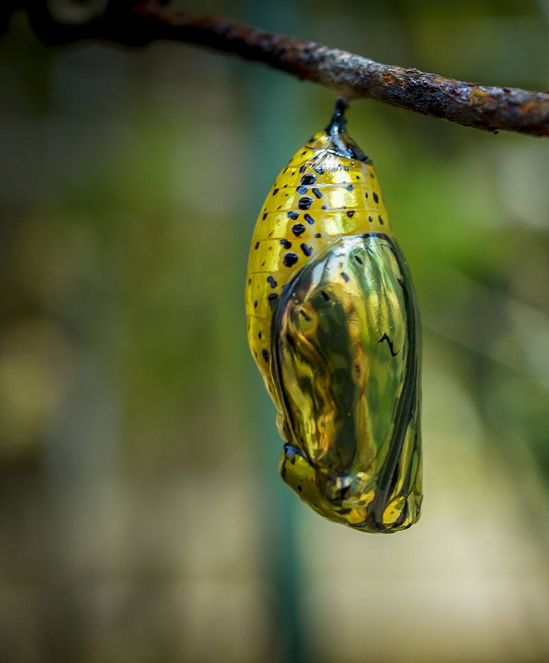 photo of cocoon