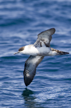 Shearwaters General information photo