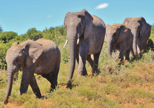 photo of elephants walking in a line